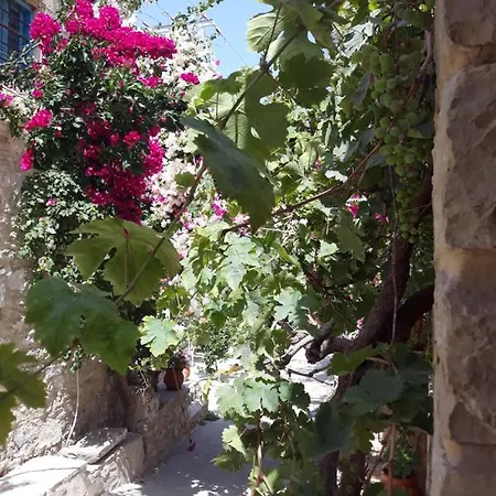 Casa rural Kritikies Elaia Pitsidia